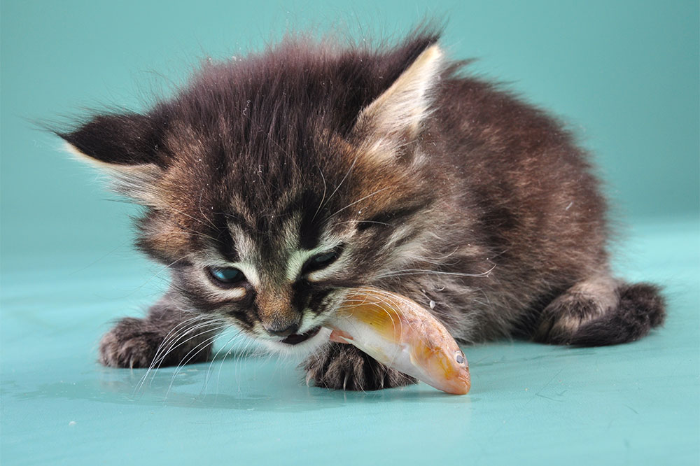 9 Human Foods Totally Safe for Cats